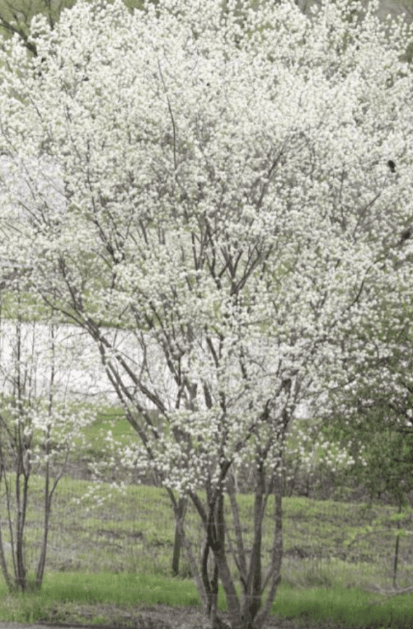 Serviceberry  - Downy (Amelanchier alnifolia) (6", quart pot)